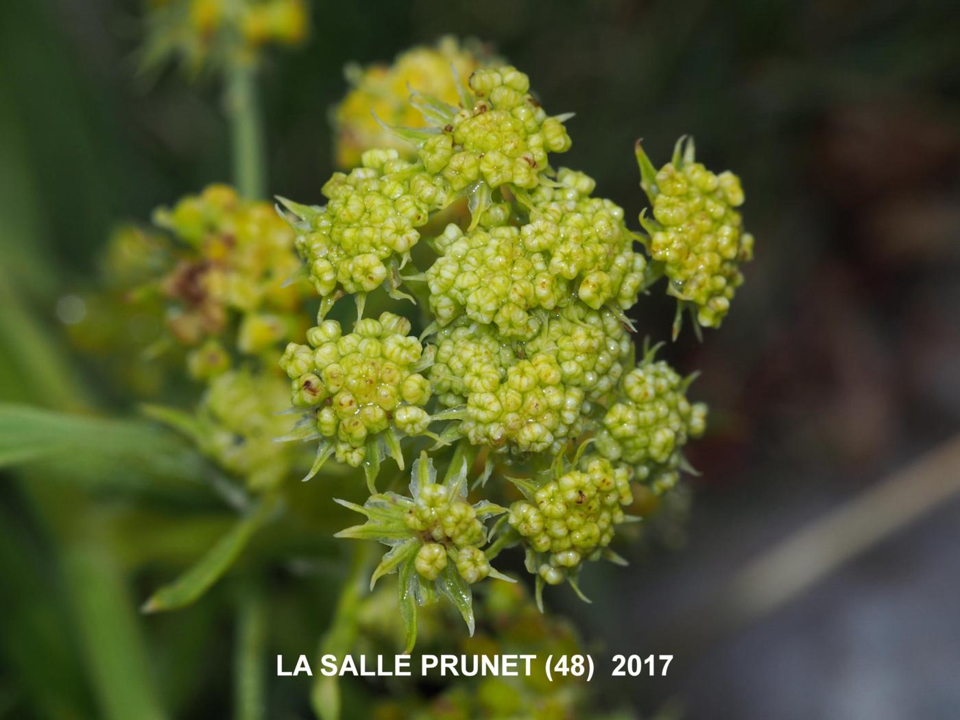 Lovage flower
